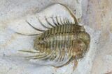 Spiny Cyphaspides Trilobite - Jorf, Morocco #179900-5